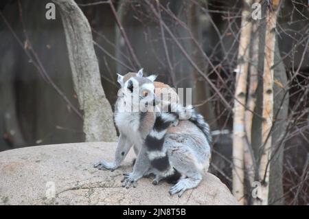 Die Tiere des Zoos von Skansen Stockfoto