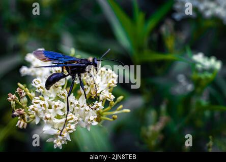 Ein selektiver Fokus einer großen schwarzen Wasp auf weißen Milchkräutern (Asclepias) Blume im Garten thront Stockfoto