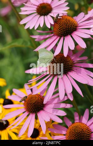 Ein Schmetterling und eine Biene während der Arbeit an den Blüten von Echinacea Stockfoto