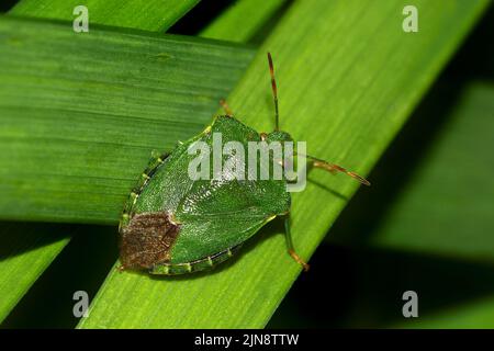 Gewöhnlicher Grüner Schildfehler / Grüner stinkiger Bug (Palomena prasina) Erwachsener Stockfoto