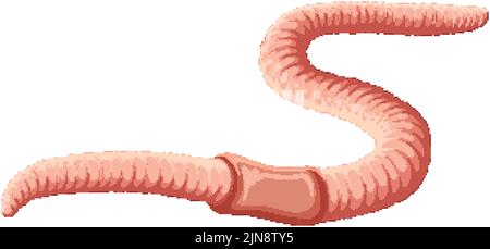 Abbildung des Regenwurm-Anatomiekonzepts Stock Vektor