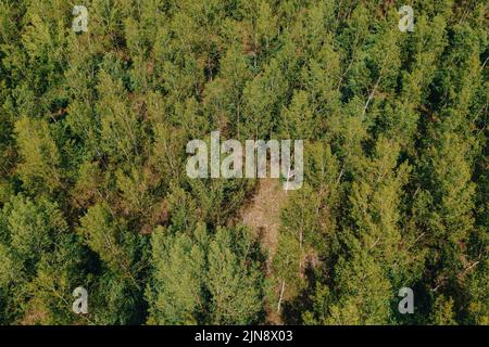 Laubbaumholz Waldlandschaft von oben, Drohne pov Fotografie von Baumwipfeln im Wind schwanken Stockfoto