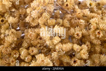 Zweig von Helichrysum vor weißem Hintergrund Stockfoto