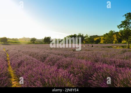 Großes Lavendelfeld in voller farbenprächtiger Blüte bei Sonnenuntergang im Sommer mit Touristen, die durch die Felder laufen. Stockfoto