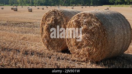 Das Heu wurde geerntet. Eine große Anzahl von Rollen ist das sichtbare Ergebnis. Stockfoto