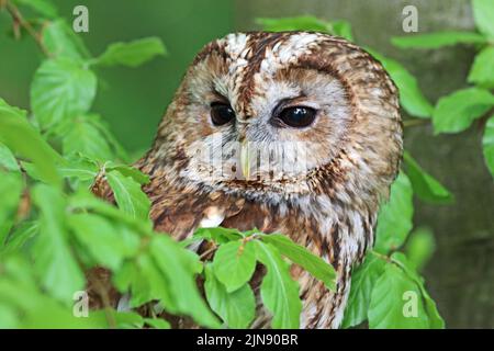 Waldkauze (Strix Aluco), die in Baumlaub thront Stockfoto