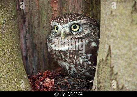 Die kleine Eule (Athene Noctua) thronte in einer Baumspalte Stockfoto