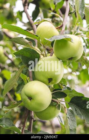 Grüne Äpfel mit Regentropfen auf einem Baum im Sommer. Obstgarten im August. Selektiver Fokus. Saftige Früchte wachsen, Nahaufnahme. Erntekonzept Stockfoto