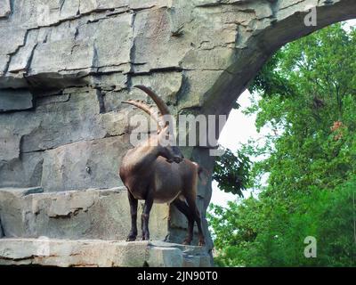 Nahaufnahme eines steinbocks, der in einem Zoo auf den Felsen steht. Stockfoto