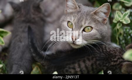 Obdachlose Katze Mutter Katze und Kätzchen auf der Straße Stockfoto
