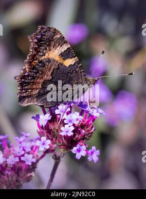 Ein schöner kleiner Tortoiseshell-Schmetterling (Aglais urticae), mit geschlossenen Flügeln und der Unterseite, die von einer Verbena-Blume ernährt wird Stockfoto