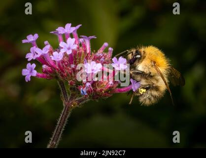 Eine Gemeine Carderbiene (Bombus pascuorum), die von einer Verbena-Blume ernährt und bestäubt Stockfoto