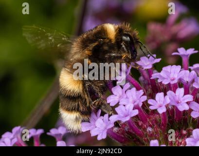 Eine sehr pelzige White Tailed Bumble Bee, die von einer Verbena-Blume ernährt und diese bestäubt Stockfoto