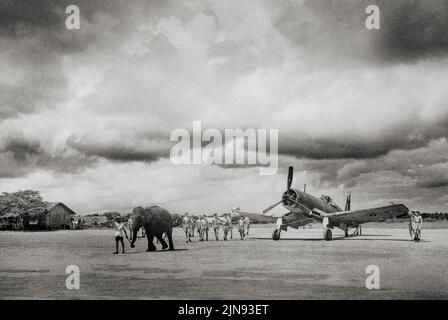 Ein Elefant zieht eine Chance Vought Corsair in Position auf einem Fleet Air Arm Flugplatz in Indien. Die Geschicklichkeit und Stärke des Elefanten beim Manövrieren großer Objekte war besonders im Fernen Osten nützlich, wo es nur wenige gute Straßen gab. Die American Vought F4U Corsair wurde als Carrier-basiertes Kampfflugzeug entwickelt und betrieben, das im Zweiten Weltkrieg eingesetzt wurde Im Jahr 1943 erhielt die Royal Navy ihre erste Charge von 95 Vought F4U-1s, unter der Bezeichnung 'Corsair [Mark] I', wobei die ersten Staffeln an der US-Ostküste zusammengebaut und trainiert wurden. Stockfoto