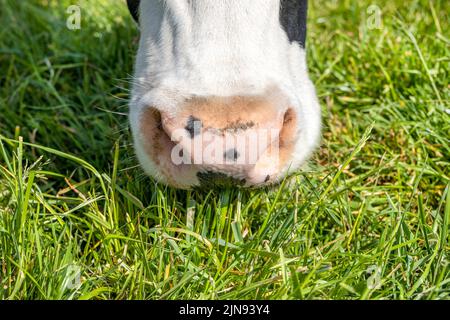 Kuhnase, grasen, Nahaufnahme einer Kuh rosa Schnauze in einem grünen Gras Weide, Gras essen Stockfoto