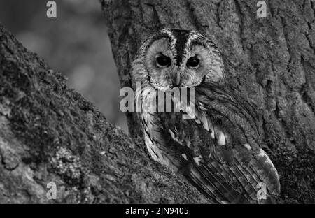 Eine Nahaufnahme einer Waldkauze in schwarz-weiß in der Nähe des Baumes Stockfoto