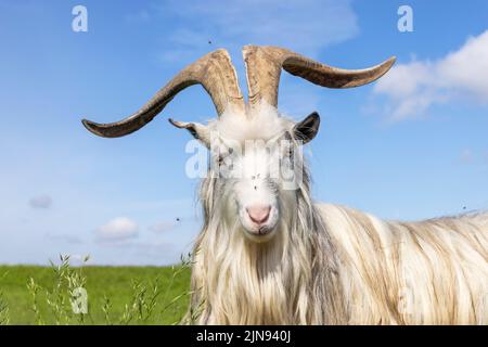 Weiße Ziege, große Hörner, lange Haare und rosa Nase, Ziegenfee Tier, alte niederländische Rasse, blauer Himmel Hintergrund, Stockfoto