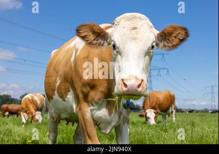 Kuh nähert sich, zu Fuß auf einer Weide unter einem blauen Himmel und einer Herde von Kühen als Hintergrund, rosa Nase rot und weiß montbeliarde und Horizont über Land Stockfoto