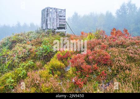 Baumstand auf einem Hügel mit Herbstfarben Stockfoto