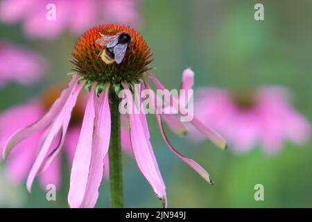 Biene auf einer Blüte Stockfoto