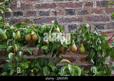 Comice Birnen (richtig Doyenne du Comice) wächst in einem ummauerten Gartensommer in East Yorkshire, England, Großbritannien, GB. Stockfoto