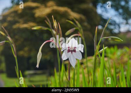 Gladiolus murielae wächst im Sommer im Freien in East Yorkshire, England, UK, GB. Stockfoto