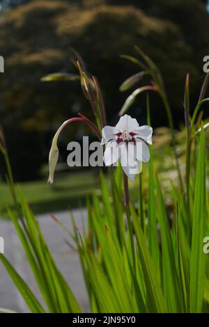 Gladiolus murielae wächst im Sommer im Freien in East Yorkshire, England, UK, GB. Stockfoto