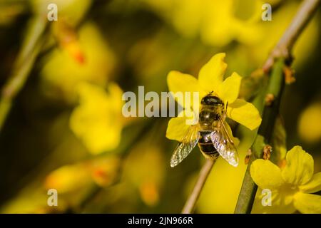 Bienen sammeln Honig auf winzigen gelben Blüten des Winterjasmins -Jasminum nudiflorum. Eine Nahaufnahme einer Honigbiene, die Nektar vom winzigen yel sammelt Stockfoto