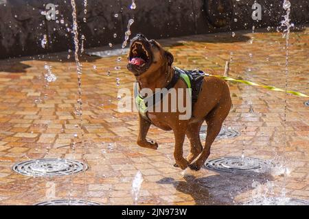 Blackpool, Lancashire. Wetter In Großbritannien. 10.. August 2022. Jesse ein drei Jahre alter Staffordshire-Bulle Terrier zieht sich durch die Innenstadt, die pulsierende Wasserdüsen mit Springbrunnen ausgibt, um sich bei den heißen Temperaturen an der Küste abzukühlen. Der Brunnen ist bekannt dafür, dass er als provisorische Dusche für einheimische Jugendliche fungiert, wenn die Temperaturen im Sommer steigen. Kredit; MediaWorldImages/AlamyLive Nachrichten Stockfoto