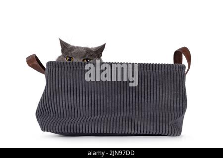 Ältere mürrische Chartreux-Katze, die im Korb sitzt. Blick verärgert über Rand. Isoliert auf weißem Hintergrund. Stockfoto