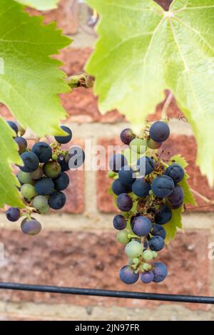 Weintrauben, die in einem kleinen privaten Garten auf Leiterstützen gegen eine Ziegelmauer wachsen, Vitis Vinifera „Regent“ Stockfoto