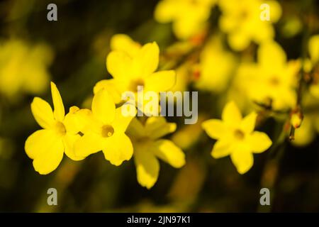 Winter Jasmin oder Jasminum nudiflorum Laubstrauch blüht mit gelben Blüten im frühen Frühjahr. Stockfoto