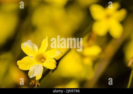 Winter Jasmin oder Jasminum nudiflorum Laubstrauch blüht mit gelben Blüten im frühen Frühjahr. Stockfoto
