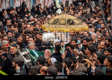 Srinagar, Indien. 09. August 2022. Schiitische Muslime versammelten sich um ein Pferd [Zuljanah], das das Pferd des Imam Hussain-Spaziergangs während einer Aschura-Prozession symbolisiert. Aschura ist der zehnte Tag von Muharram, dem ersten Monat des islamischen Kalenders, der weltweit zum Gedenken an das Martyrium von Imam Hussain, dem Enkel des islamischen Propheten Muhammad, beobachtet wird. Kredit: SOPA Images Limited/Alamy Live Nachrichten Stockfoto