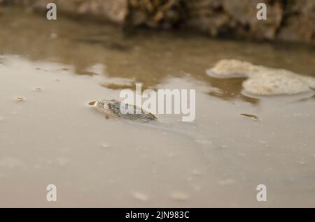 Eine Nahaufnahme einer Würfelschlange in einer schlammigen Pfütze. Natrix tessellata. Stockfoto
