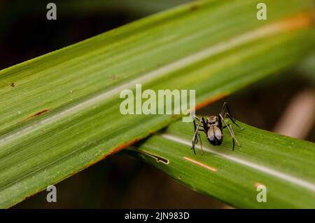 Eine Nahaufnahme einer myrmarachne-Spinne auf einem grünen Blatt Stockfoto