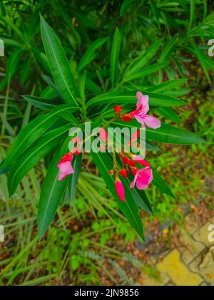 Ein frischer grüner Nerium Oleander Blumen Pflanzen in Einem Gartenfoto Stockfoto