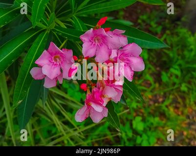Ein frischer grüner Nerium Oleander Blumen Pflanzen in Einem Gartenfoto Stockfoto