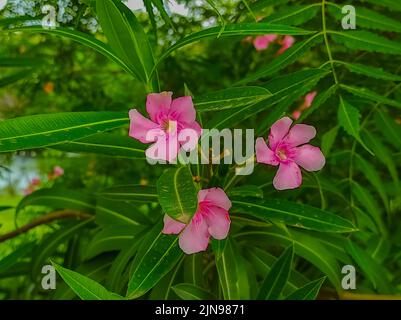 Ein frischer grüner Nerium Oleander Blumen Pflanzen in Einem Gartenfoto Stockfoto