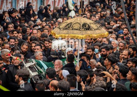 Srinagar, Indien. 09. August 2022. Schiitische Muslime versammelten sich um ein Pferd [Zuljanah], das das Pferd des Imam Hussain-Spaziergangs während einer Aschura-Prozession symbolisiert. Aschura ist der zehnte Tag von Muharram, dem ersten Monat des islamischen Kalenders, der weltweit zum Gedenken an das Martyrium von Imam Hussain, dem Enkel des islamischen Propheten Muhammad, beobachtet wird. (Foto von Idrees Abbas/SOPA Images/Sipa USA) Quelle: SIPA USA/Alamy Live News Stockfoto