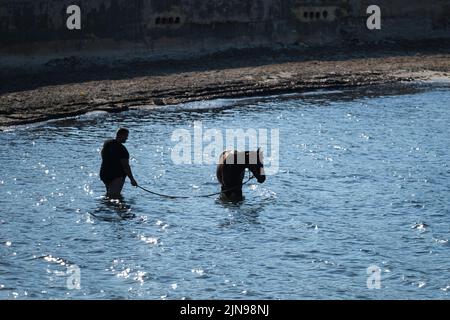 Valletta, Malta. 9. August 2022. Ein Pferd kühlt sich am Bahar ic-Caghaq Strand ab, Malta, 9. August 2022. Quelle: Jonathan Borg/Xinhua/Alamy Live News Stockfoto