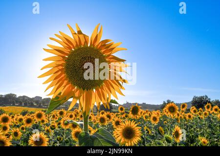 Eine große, hohe Sonnenblume in voller Blüte im Sonnenschein. Volles Feld von Sonnenblumen Stockfoto
