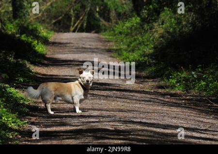 Hund beim Wandern auf dem Waldweg Stockfoto