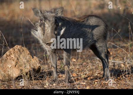 Warzenschwein ( Phacochoerus africanus ) Kruger-Nationalpark, Südafrika Stockfoto