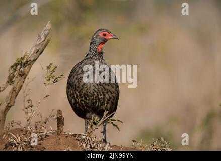 Swainsons Spurfowl (Pternistis swainsonii) Kruger-Nationalpark, Südafrika Stockfoto