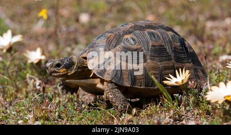 Angulatschildkröte ( Chersina angulata ) Namaqualand, Südafrika Stockfoto