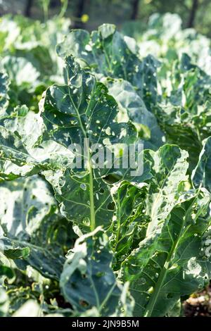 Kohl beschädigte Insekten Schädlinge Nahaufnahme, Blätter Kohl in Loch, von Larven Schmetterlinge und Raupen gefressen. Pflanzenkrankheiten Stockfoto