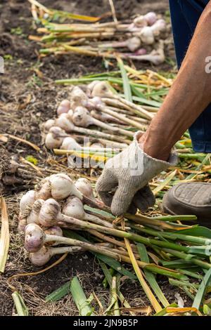 Knoblauchernte im Garten. Ein Landwirt hängt Knoblauchzwiebeln zum Trocknen, das Konzept des ökologischen Landbaus, Gemüse für die Lagerung vorzubereiten. Stockfoto