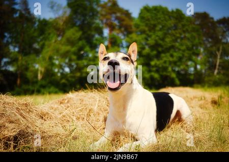 Eine Nahaufnahme des Hundes Jack Russell Terrier, der auf einem grasbewachsenen Boden mit offenem Mund sitzt und nach oben schaut Stockfoto