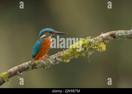 Eurasischer Eisfischer, gewöhnlicher Eisfischer wissenschaftlicher Name Alcedo atthis auf einem moosigen Zweig Stockfoto